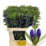 image фото Gentiana Blue Sky - гентиана оптом купить цветы и растения из Голландии, Германии, Италии, Испании, Дании, Эквадора, Колумбии, Азии, Африки, Израиля, Китая, Тайланда, Тайваня с доставкой по Украине в: Киев, Львов, Черкассы, Кировоград, Полтава, Ровно, Днепропетровск, Запорожье, Харьков, Кривой Рог, Днепр, Одесса, Николаев, Херсон, Умань, Кропивницкий